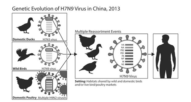 disease in humans No subtypes Influenza Nomenclature Influenza A/mallard/Memphis/123/95 (H5N1) Influenza Animal host Site of Strain Year Subtype type (A, B, C) (omit if human) isolation number