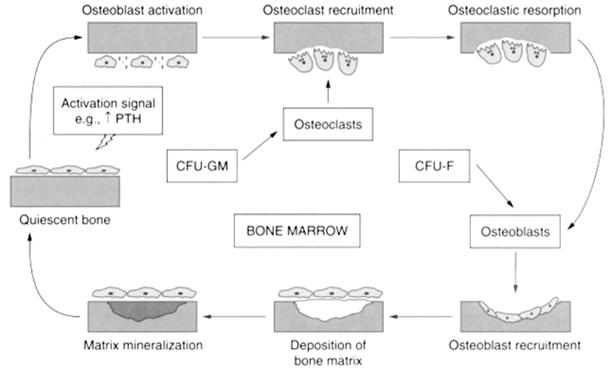 Bone Remodeling Cycle Classical View RANKL Repression of osteocyte Wnt/β catenin signaling is an early event in the progression of renal osteodystrophy IGF, TGF Modified from Gonzalez and Martin.