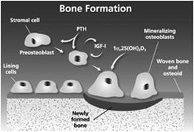 Renal Osteodystrophy: Altered Balance of Bone Resorption and Bone Formation Pathogenesis of Adynamic Bone