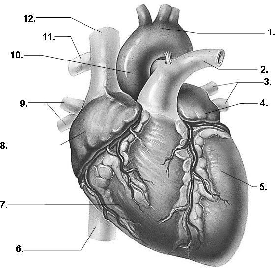 Label the Heart using letter choices below: (12 points) 1. 2. 3. 4. 5. 6. 7. 8. 9. 10. 11. 12. A. Right pulmonary artery B. Inferior vena cava C. Superior vena cava D. Right ventricle E.
