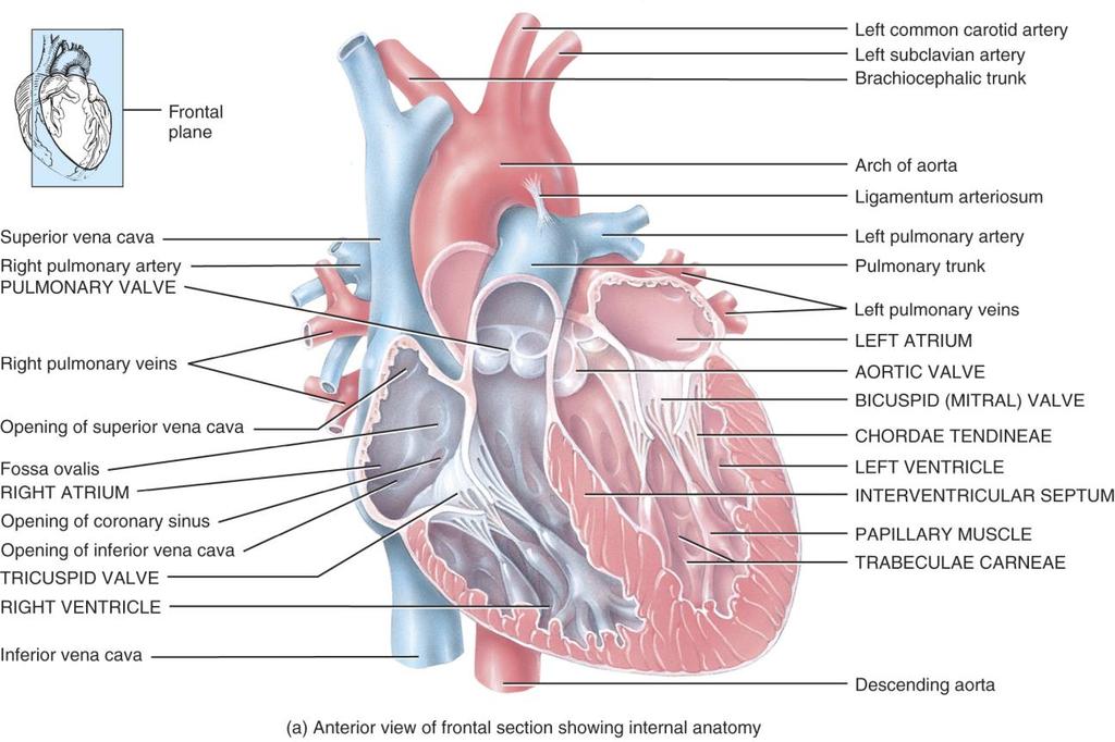 2 Layers (3) of the Heart Wall 1. Epicardium: The serous membrane (visceral pericardium) that covers the outer surface of the heart 2. Myocardium: Middle layer - Muscular wall of the heart. 3.