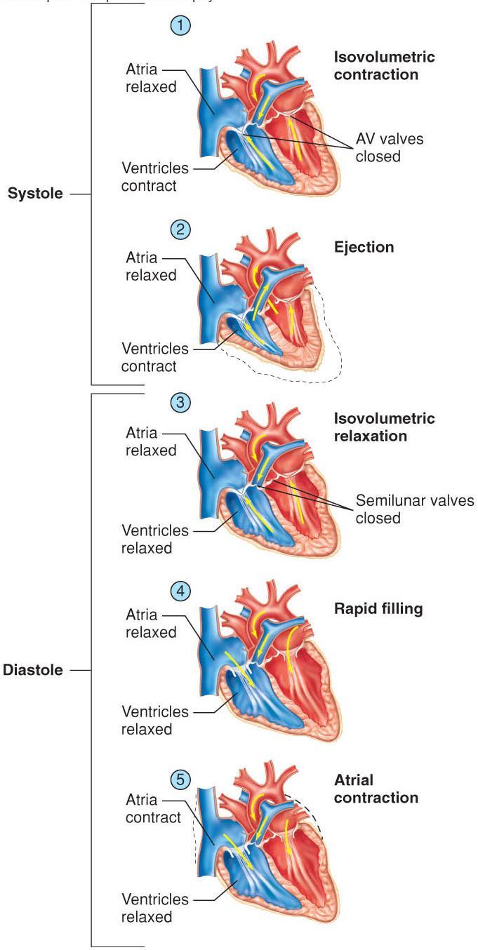Heart Sounds Sounds of the heart are due to the closing of the 5 The sounds are often verbalized as a lub-dub The lub or first sound, is produced as blood hits and closes the atrioventricular valves