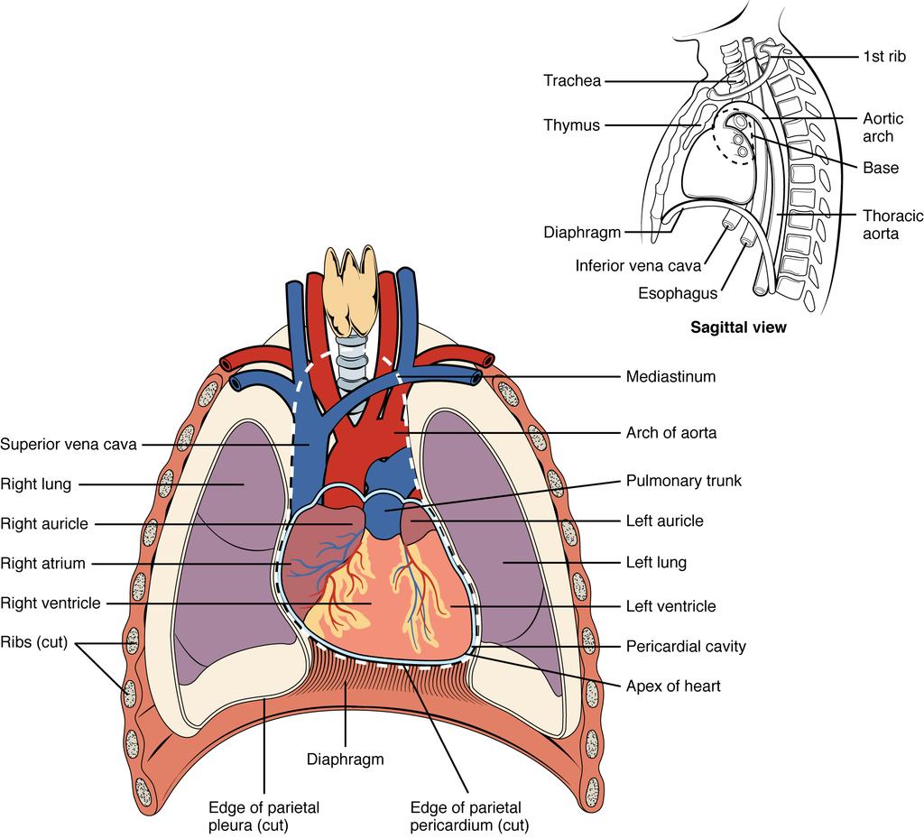 OpenStax-CNX module: m49683 2 the aorta and pulmonary trunk, are attached to the superior surface of the heart, called the base.figure 1 (Position of the Heart in the Thorax ).