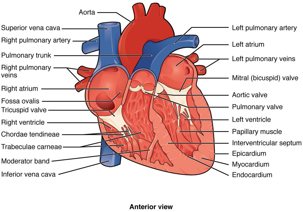 OpenStax-CNX module: m49683 9 Internal Structures of the Heart Figure 5: This anterior view of the heart shows the four chambers, the major vessels and their early branches, as well as the valves.