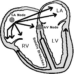 Atrioventricular Bundle Location: middle of septum Atrioventricular Bundle Direction of Heart Beat impulse from AV node goes down bundle to