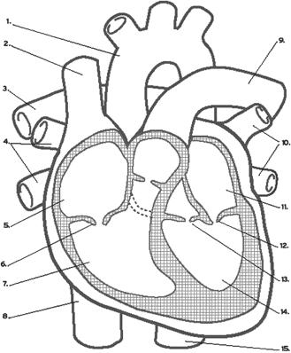 External Heart Anatomy The Heart: Chambers Right and left side act as separate pumps Four