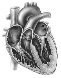 Right atrium Left atrium Ventricles Discharging chambers pump blood out to the body through