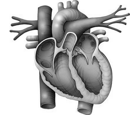 2c Flow Within The Heart: Valves The Heart: Valves Allow blood to flow in only one direction