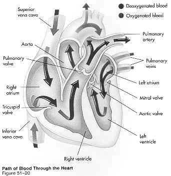 Pulmonary Circulation Pulmonary Circulation-The flow of blood between the heart and the lungs. Deoxygenated blood leaves the right ventricle and goes to the lungs via the pulmonary artery.