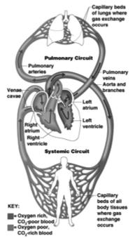 13 Systemic Circulation 16 Systemic Circulation-The oxygenated blood leaves the heart via the aorta and flows throughout the body.