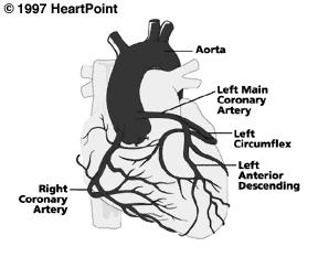General Rule-With Exceptions Coronary Circulation 19 Arteries carry oxygenated blood out of the heart to the body