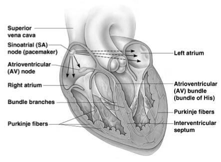Heart Contractions Filling of Heart Chambers The Cardiac Cycle Figure 11.5 Figure 11.