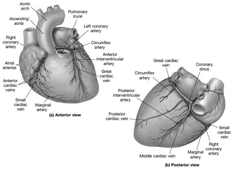 Blood Supply to the Heart Coronary arteries originate at the base of