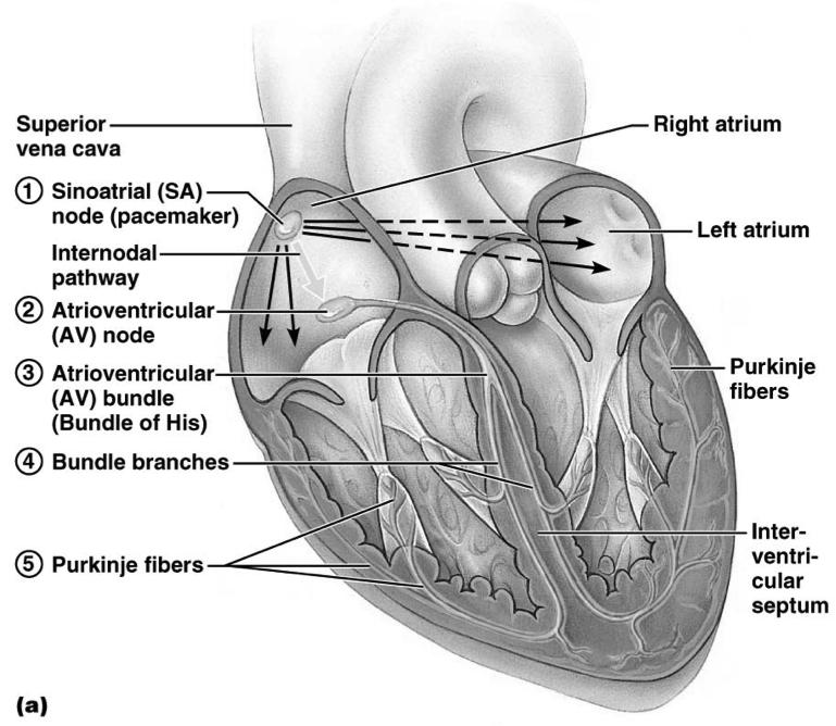 Autorhythmic Activity of the Heart The heart s pacemaker and conducting system are shown in bright yellow.