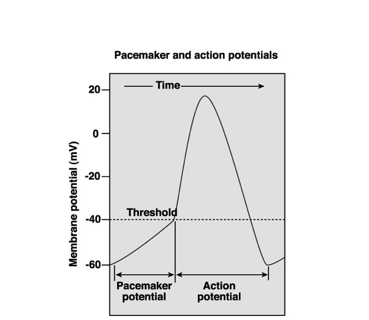 37 The Heart Beat: AP s in the pacemaker cells The action potential of an autorhythmic cardiac cell.