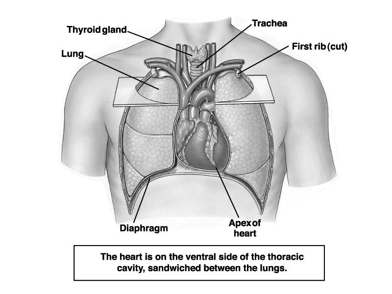 Heart Anatomy Area between