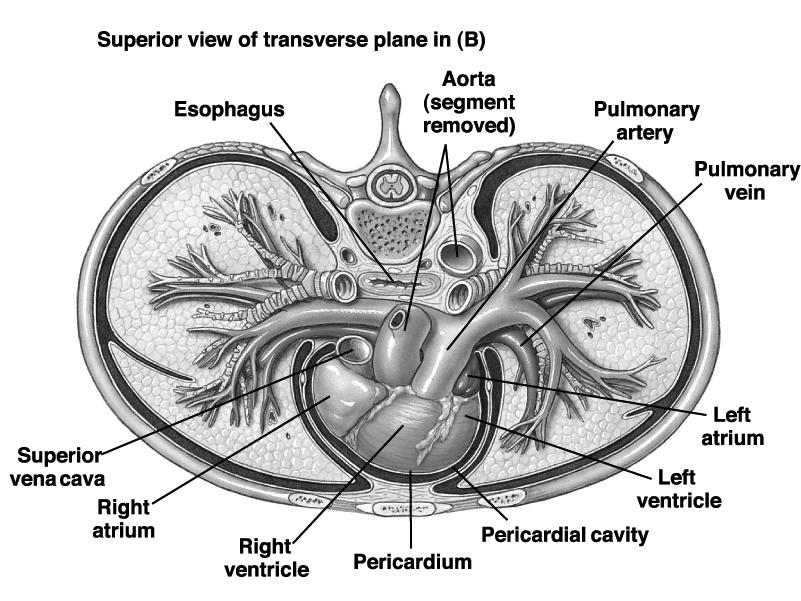 mediastinum 7 Heart Anatomy