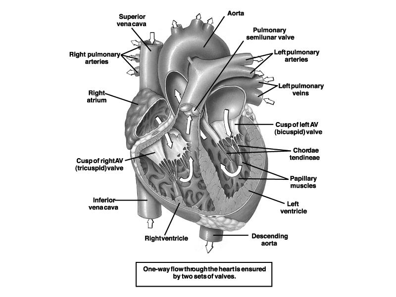 Blood flow and Heart valves AV valves
