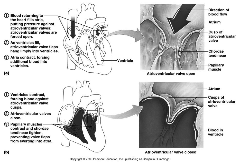 Heart valves 18