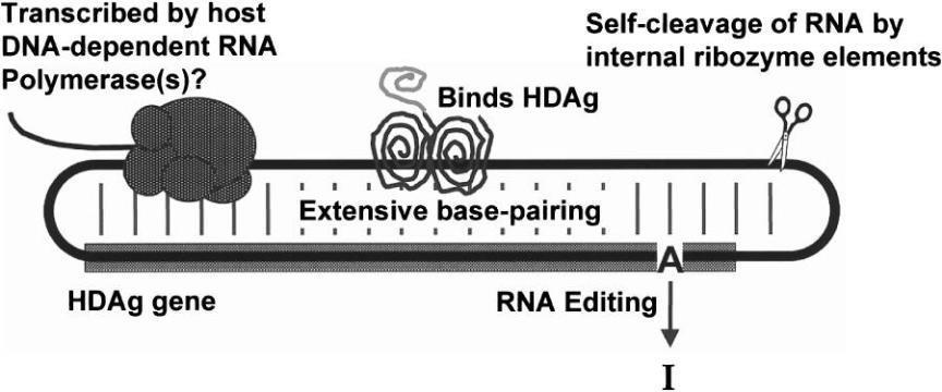 Hepatitis D Virus replication Entry of HDV into hepatocytes Lacks RNA polymerase; uses cellular RNA polymerase II to synthesis mrna and RNA genome in the nucleus It is unique for an RNA virus to