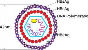 HEPATITIS B VIRUS (HBV) Caused by the hepatitis B virus (HBV) HBV is a double-stranded