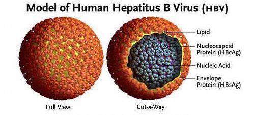 Hepatitis B Virus Partial dsdna and Enveloped : within the envelope we have (HBsAg) on the surface.