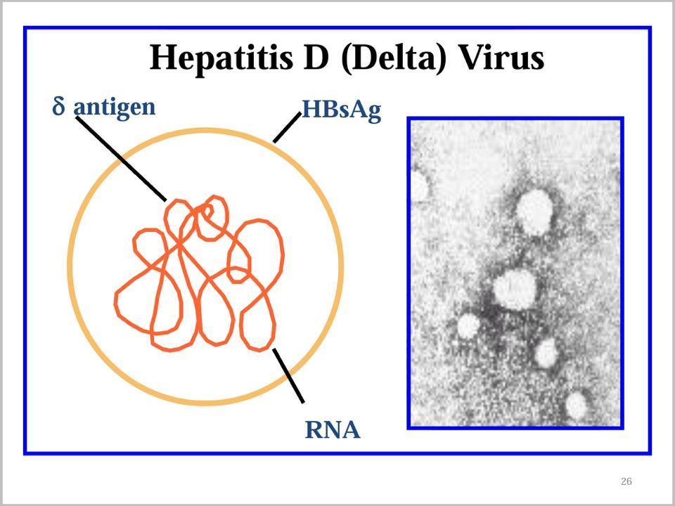 Hepatitis B Immunoglobulin - HBIG may be used to protect persons who are exposed to hepatitis B. It is particular efficacious within 48 hours of the incident.