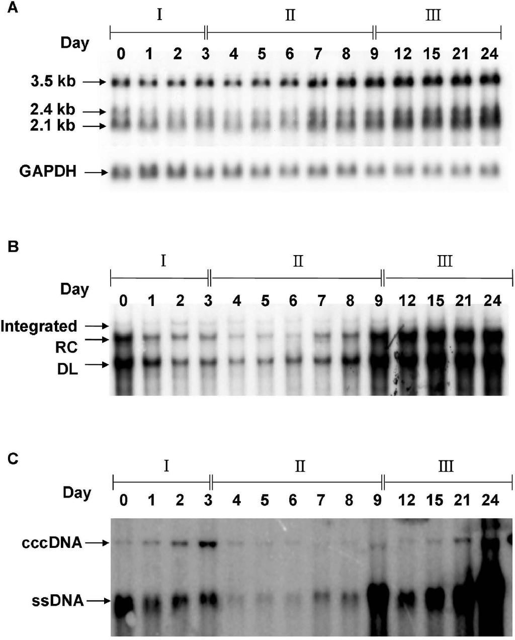 Page 7 of 16 Figure 2 The dynamic changes of HBV transcripts, intracellular viral DNA and cccdna expression profiles in different cell growth phases. 1.3ES2 cells (2.