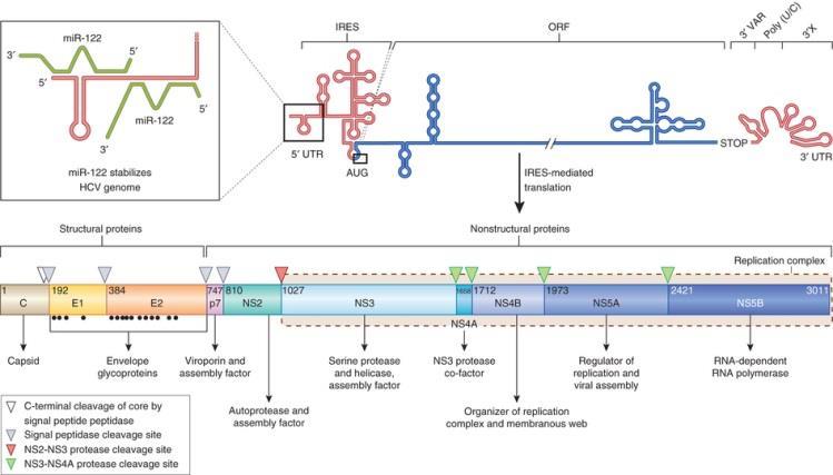 French National Observatory for HCV Resistance Full-length HCV RNA sequence