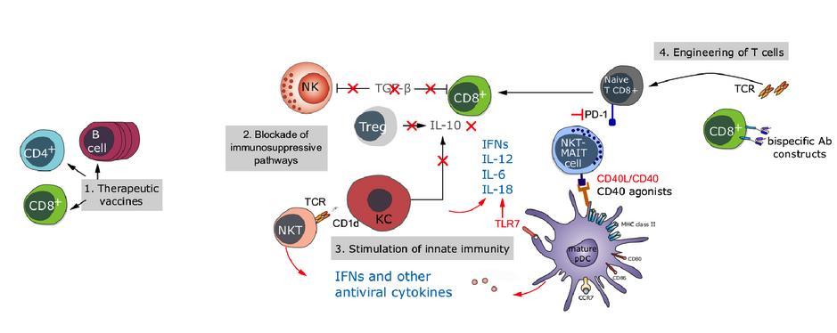 HBV Immune Targets (Testoni et al.