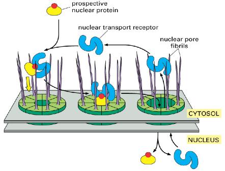 NPCs actively transport proteins bound for the nucleus 1. Proteins bind to nuclear transport receptors 2.