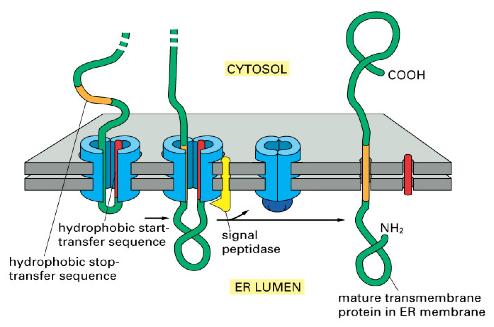 Integration of transmembrane