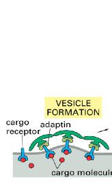 Step 1 Cargo molecules (red) bind to transmembrane cargo receptors Cytoplasmic domains of receptors bind to adaptin (light