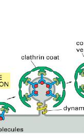 Step 2 Additional clathrin molecules bind - increasing