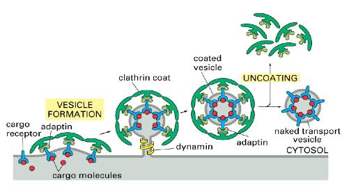Clathrin-coated vesicles