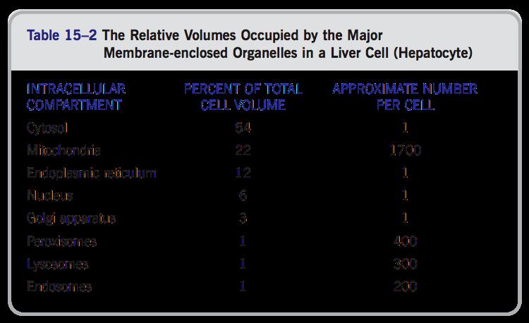 Relative cellular volumes of