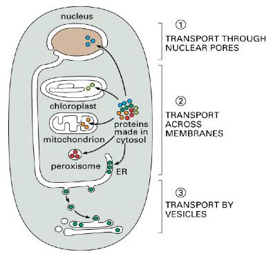 Organelles import proteins by three distinct mechanisms 1. Transport from the cytoplasm into the nucleus through nuclear pores 2.