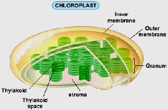 Absorption of light energy by the groups of chlorophyll molecules called quantasomes in the chloroplasts and changing it to chemical energy. The chemical energy is stored in ATP. b. Splitting of water molecule into hydrogen and oxygen.