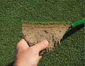 2. Thatch & plant vigor (http://www.agronomics.co.uk/img/pages/l1.