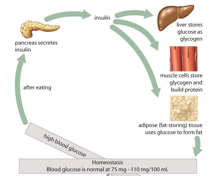 Hormones of Pancreas When blood sugar levels are high: beta cells release insulin Makes