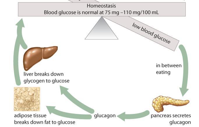 Hormones of Pancreas When sugar levels are low alpha cells release glucagon Stimulates