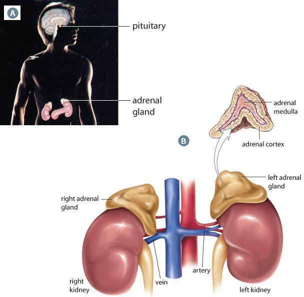 The Adrenal Glands a pair of organs Composed of 2 layers: 1.