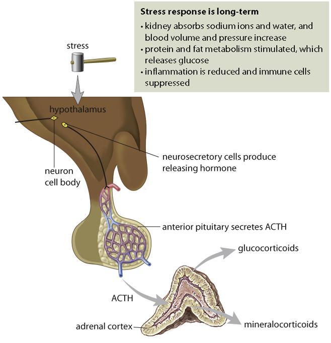Adrenal Cortex: Long-term Stress Response Cortisol levels are controlled in a negative feedback loop High level of cortisol in the blood can inhibit the