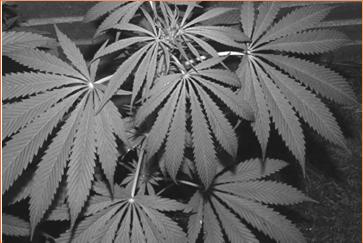 Medical and Recreational Marijuana Still a Schedule I drug High