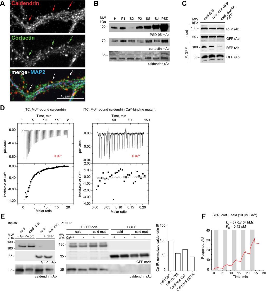 Figure S1 Figure S1 refers to Figure 1. Caldendrin and cortactin co-localize in hippocampal primary neurons and their interaction is modulated by Ca 2+.