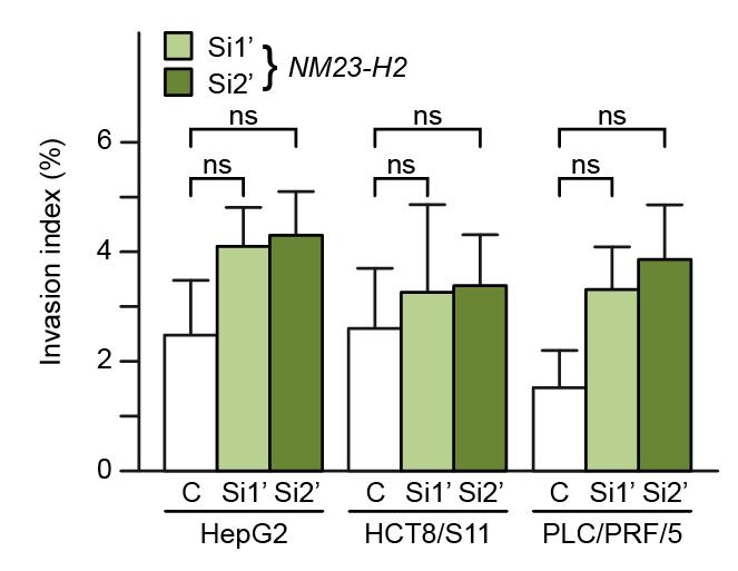 NM23-H2 silencing and invasion Native collagen I