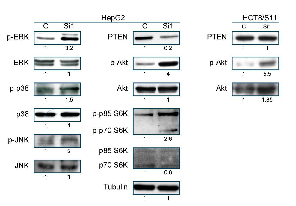 NM23-H1 silencing, invasion and signaling