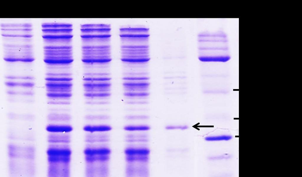 Cloning and Expression of a Lipase from Bacillus licheniformis Figure 2: Expression of recombinant lipase by E. coli BL21 (DE3) harbouring pet-lip.