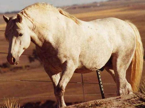 Equine Metabolic Syndrome (Peripheral or Omental Cushing s Syndrome) Middle aged (8-18years); no sex predilection