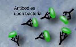 Antibodies are part of the immune system.